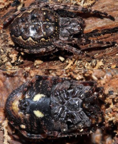 Réf. 333 739 : Nuctenea umbratica